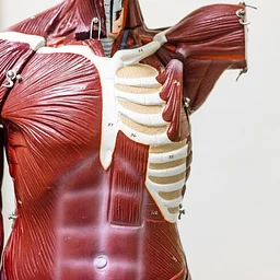 Head-to-Toe Fascia Release Workshop