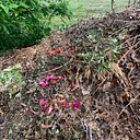 Composting Series: Compost and the Environment