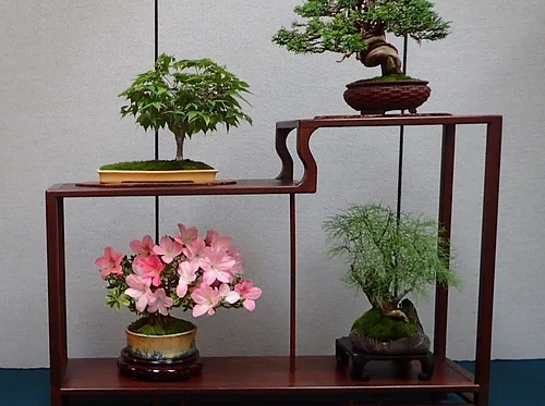 Bonsai Show – Presented by Coastal Bonsai