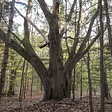 Woodcock Preserve