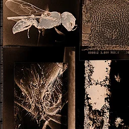 John T. Allen: The Virtual Flesh