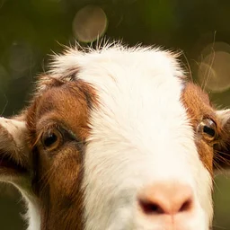 goat yoga at sawtooth