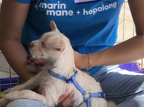 Mobile Adoption Event (San Rafael)