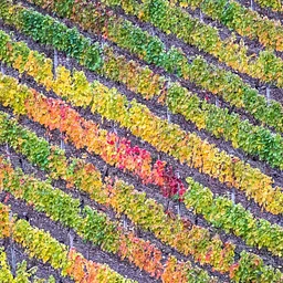 Fall Wine Social | Sips + Soups