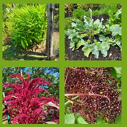 Create a Food Forest in your Backyard