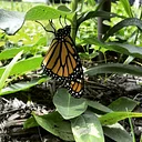 Backyard Butterflies