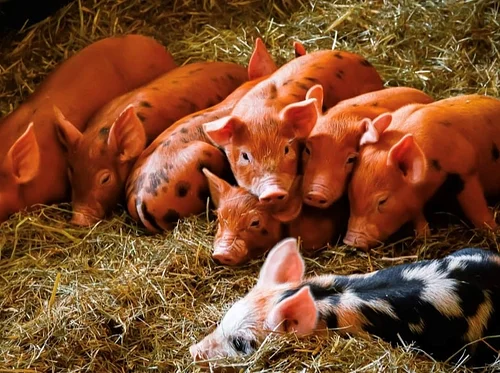 Behind the Scenes Tour – Baby Animals