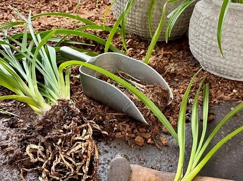 Cymbidiums Simplified: An Orchid Repotting Workshop