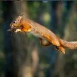 Preschool Nature Series: Flying Squirrels