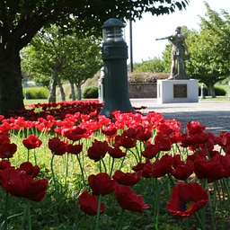 Poppy Peace Garden