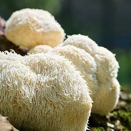 Bloomistry Wellness: Mushrooms 101