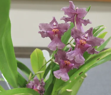 Beautiful Flowering Oncidiums: Meet the Dancing Ladies