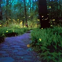 Finding Fireflies