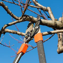 Deciduous Trees And Shrubs Pruning Seminar