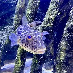 Bubbles and Bites Fish Feeding