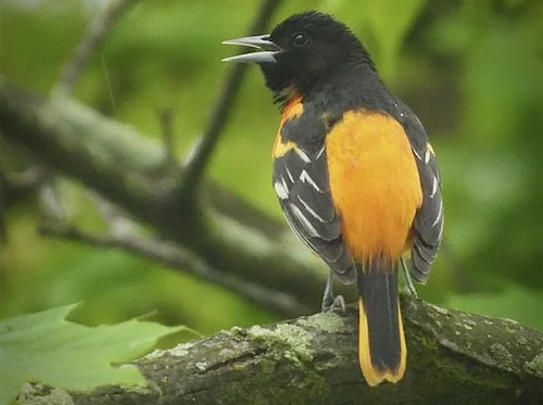 Birds of Duke Farms