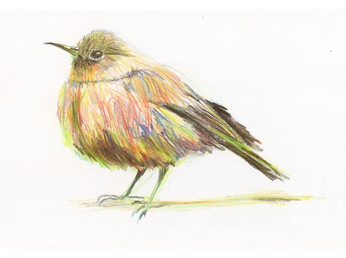 Workshop: Animal Portraits in Colored Pencil