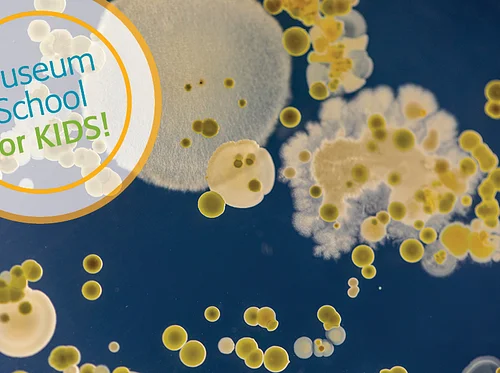 Tinker Tuesday: Microscopic Mysteries