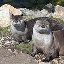 Members Only: Otter-ly Amazing