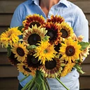 The Science of Sunflowers