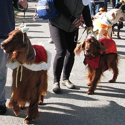 Fall Dog Parade & Costume Contest!
