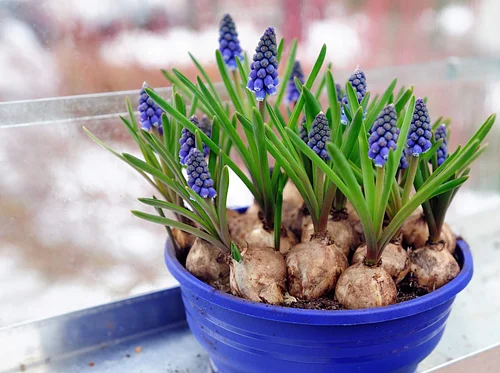 St. Patrick’s Day Dish Gardening
