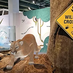 Panther Prowl