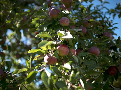 Grafting Fruit Trees Workshop
