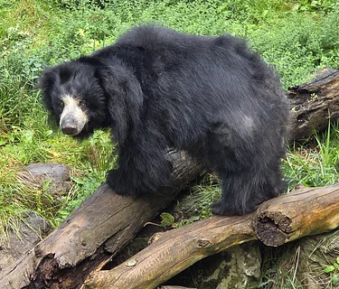 Mother’s Day Brunch