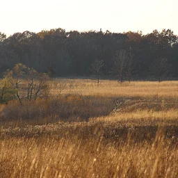 Golden Prairie Walks
