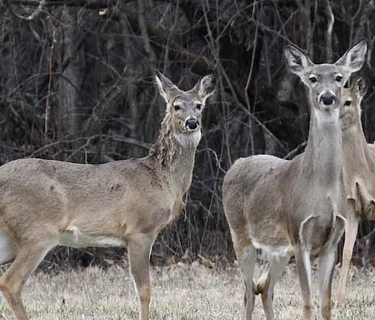 Marvelous March Hike
