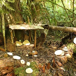 Fairy House Building