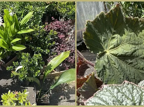 Blooms for Mom: Mother’s Day Plant Sale