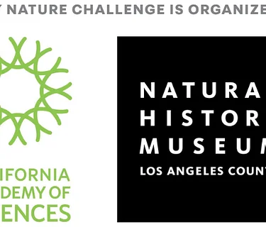 City Nature Challenge