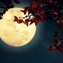 Nature Walk: Full Moon with Bats | Registration Required