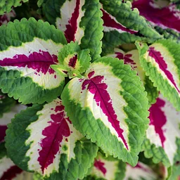 Frederick Plant Swap