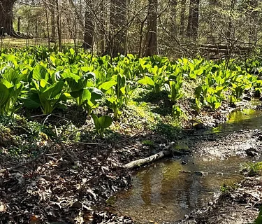Spring Workshop: Spring Foraging