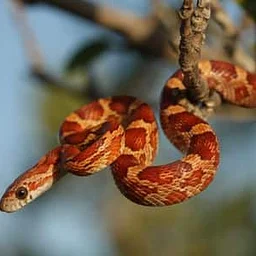 Reptile Meet and Greet