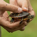 Tree Mob: Turtles with Zoo New England