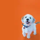 Puppy Playschool