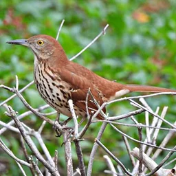 “Determining How Climate Change is Influencing the Migratory Behavior of Short-distance Partial Migrant Birds”