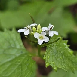 50+ Walking Series with AARP: Invasive Species at Bethel Green