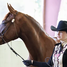 Arabian Association of Northern California One Day Show