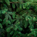 Christmas Tree Recycling
