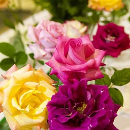Spring Starts in the Winter for Roses