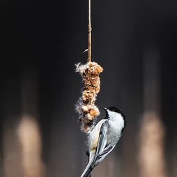 Bird Walk