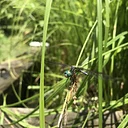 Insects of the Marsh Canoe