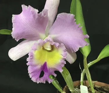 Orchids: Not Hard, Just Different