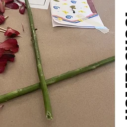 Homeschool Hours | Art and Nature