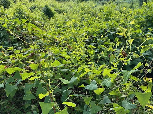 Putting the Early Risers Back to Sleep: Ideas About Managing Some Early Emerging Invasives